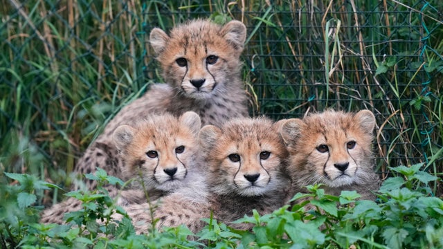 Czech RepublicBaby Cheetahs 