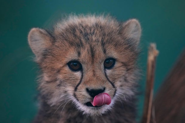 Czech RepublicBaby Cheetahs 