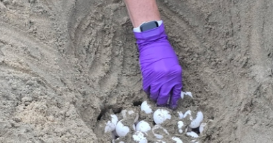 Sea turtle eggs relocated from Orange County beaches to Aquarium of the Pacific