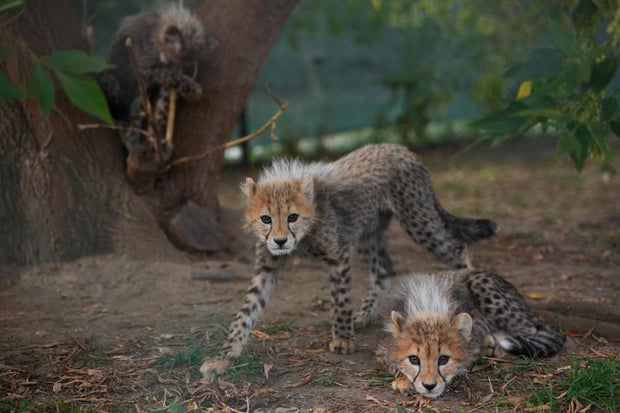 Czech RepublicBaby Cheetahs 