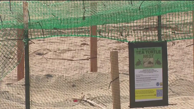 sea-turtle-nest-fencing.png 