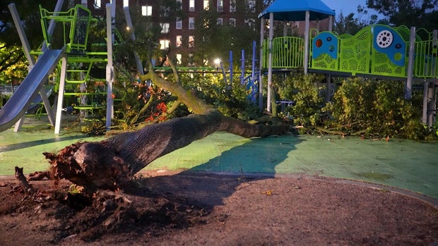 Tree down on playground equipment
