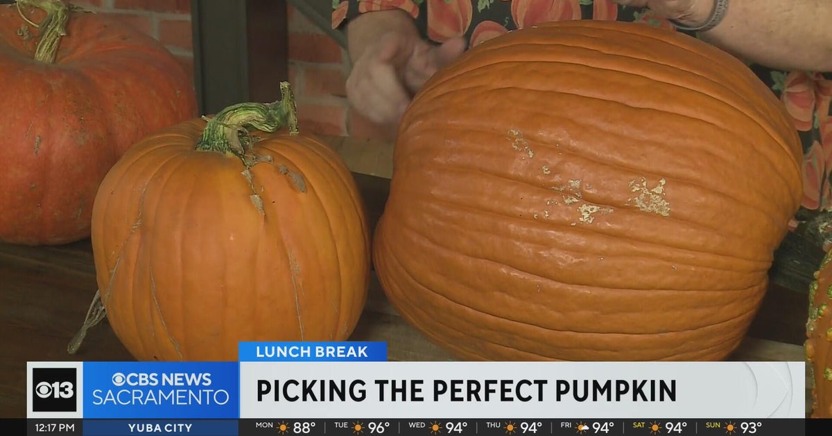 Picking the perfect pumpkin .. Lunch Break with Michael Marks
