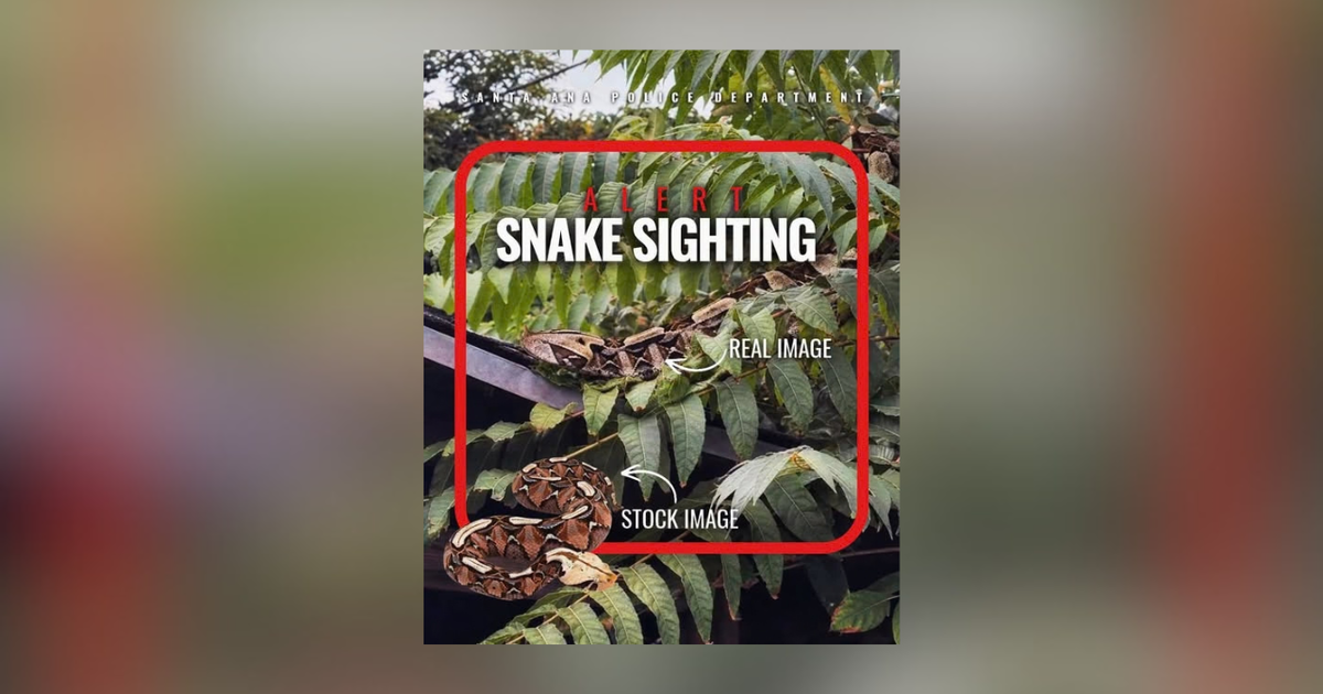 Highly-venomous snake possibly spotted in Santa Ana neighborhood - CBS ...