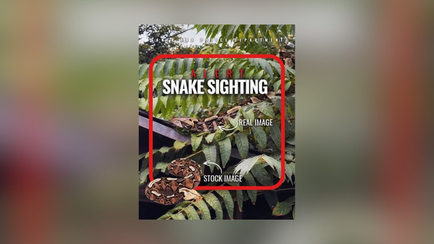 santa-ana-pd-bulletin-on-gaboon-viper.png