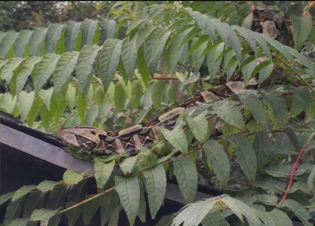 fake-santa-ana-snake.jpg 