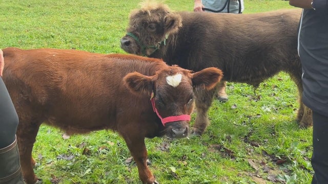 cows-and-coffee-dresher-pennsylvania.jpg 