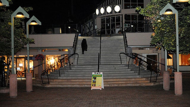 BEAR21-- A black bear makes its way up the stars toward a chair lift in downtown Aspen. Black bears are in high number in the town of Aspen as they hunt for food in resident's trash. The bear are keeping local police busy with dozens of calls each night. 