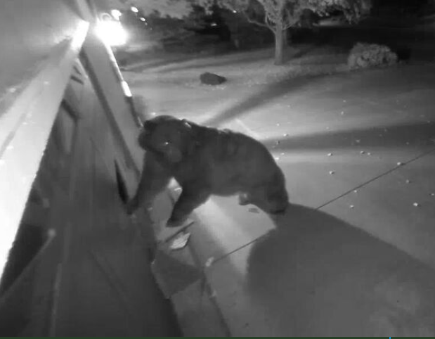 garage-bear-1-still-from-video-credit-kent-labaugh.png