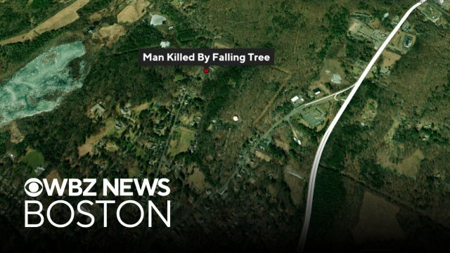 78-year-old man killed by falling tree in Lenox during nor&rsquo;easter