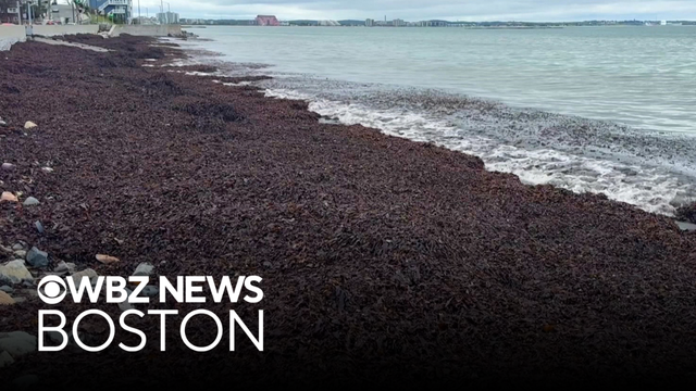 Shorelines covered with seaweed after fall nor'easter
