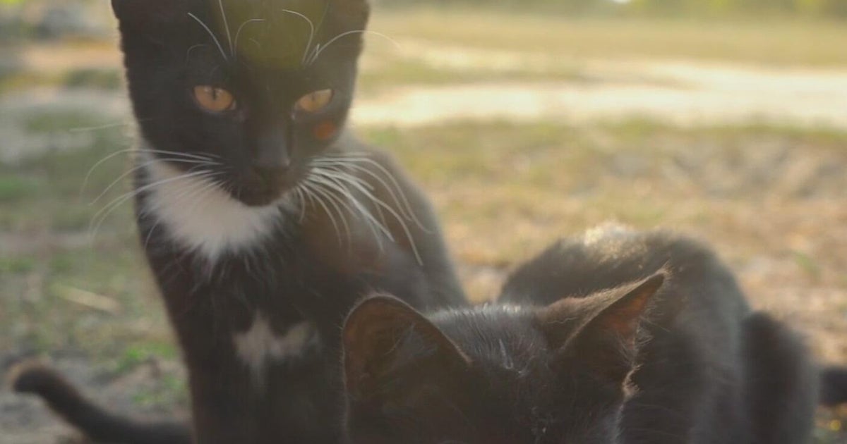 Keeping your pets safe this fall