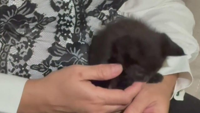 Driver who witnessed kitten thrown from truck into traffic on Stirling Road adopts her