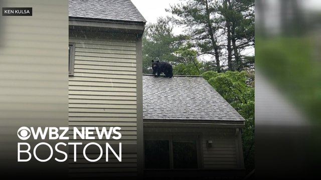 Bear spotted on roof of house in Carlisle