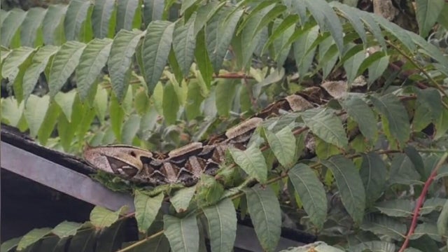 fake-santa-ana-snake.jpg 
