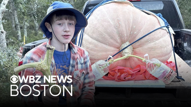 13-year-old boy grows massive pumpkins on Martha's Vineyard