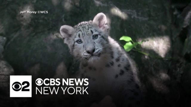 Snow leopard cub makes debut at Bronx Zoo