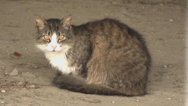 Community divided after Hempfield Township passes stray cat ordinance