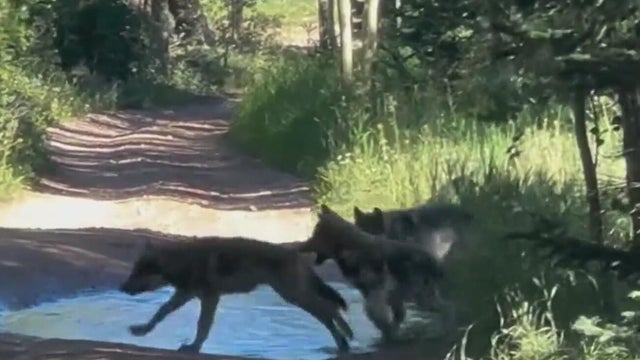 CPW suspends wolf depredation policy due to population concerns
