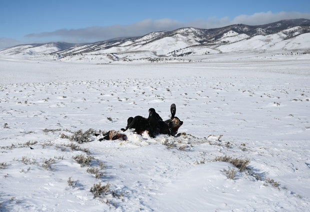 Wolves in North Park near Walden Colorado