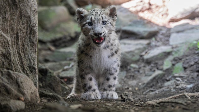terria-clay-5420-snow-leopard-cub-sarka-him-bz-20260917.jpg 
