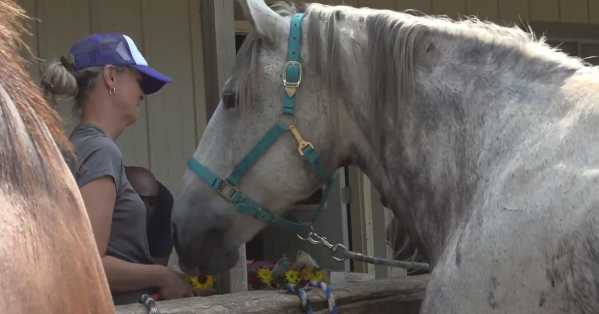 Trail ride business sues Oakland County for seizing 38 horses