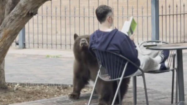 bear-on-a-stroll-in-aspen-10vo-transfer-frame-183-copy.jpg
