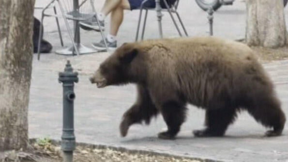 bear-on-a-stroll-in-aspen-10vo-transfer-frame-426-copy.jpg
