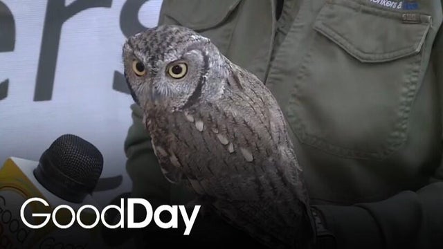 Molly is getting a sneak peek of Hawktoberfest!