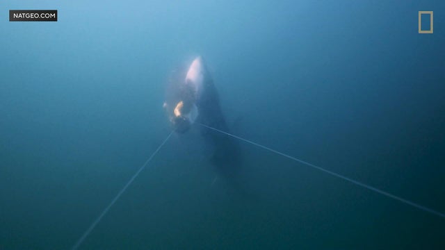 Great white shark 