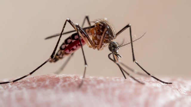 Aedes aegypti mosquito (mosquito da dengue) 