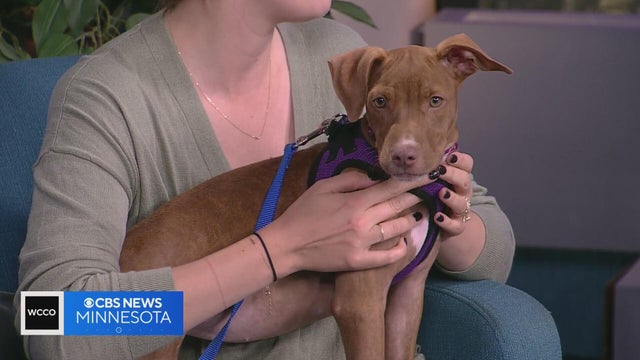 Meet Maisie, a 3-month-old pup