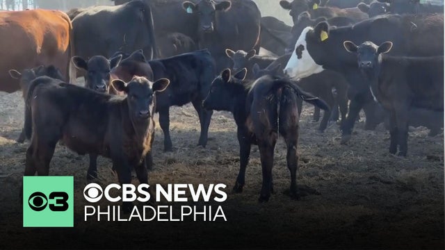 Beef prices hit record high, but cattle ranchers aren't cashing in