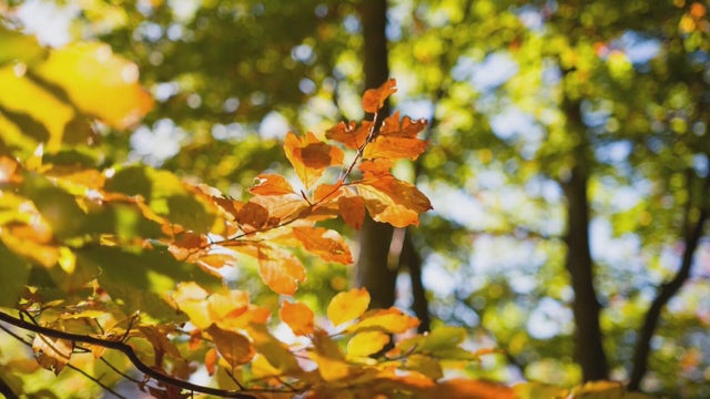 Fall foliage season and tourism in Westmoreland County