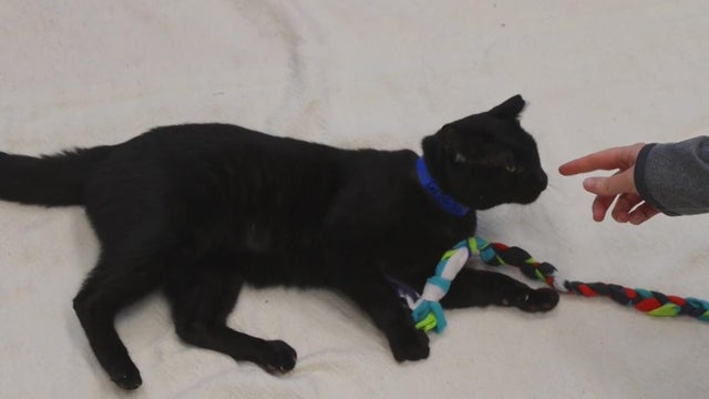 Furry Friday: Meet Yowie the cat and Squeaky the dog