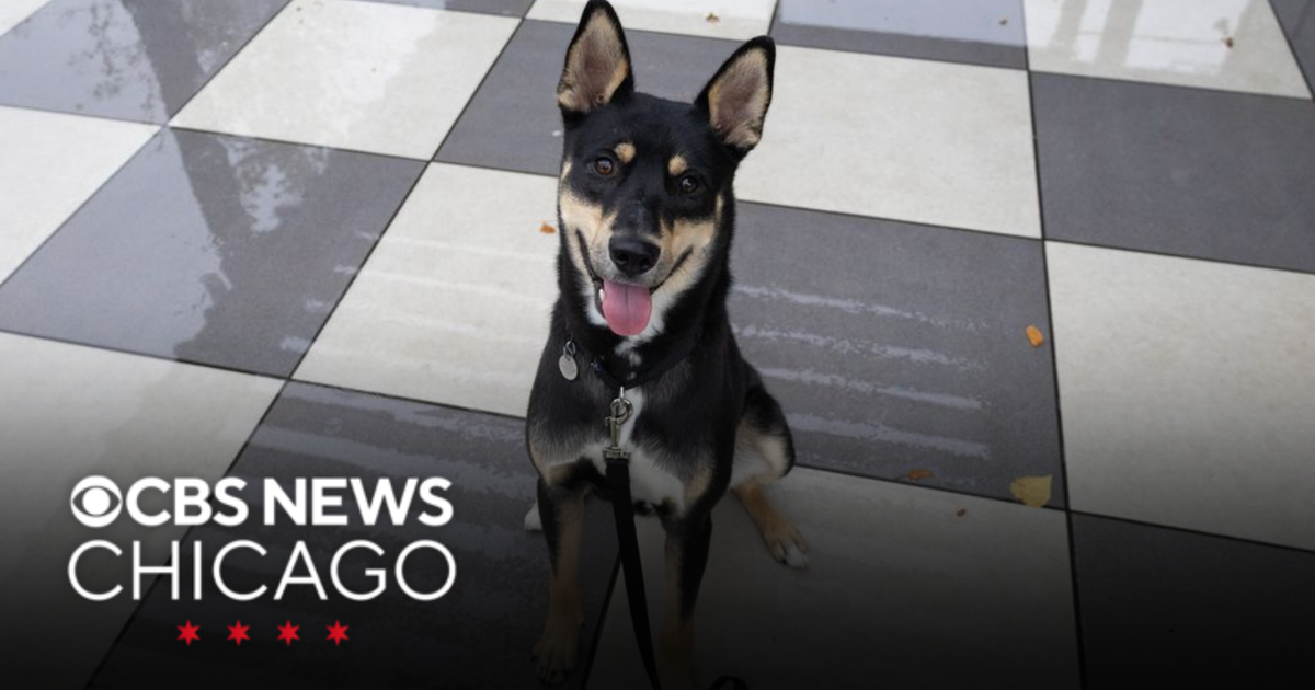 Meet Chihiro, PAWS Chicago's Pet of the Week