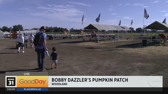 Bobby Dazzler&rsquo;s Pumpkin Patch, 9am