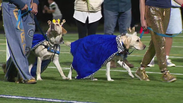 Colorado high school names first ever K9 homecoming royalty