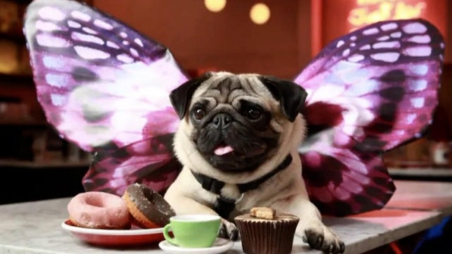 London's VIP club for pups