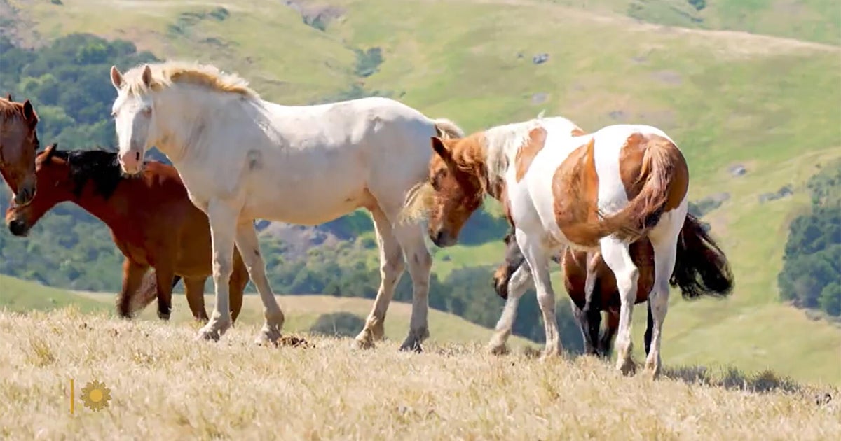 Nature: Wild horses in California