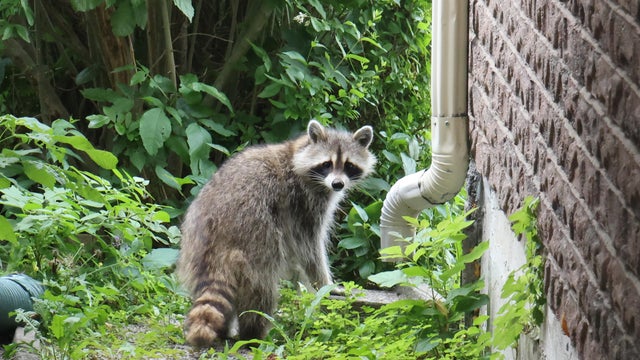 Raccoon 