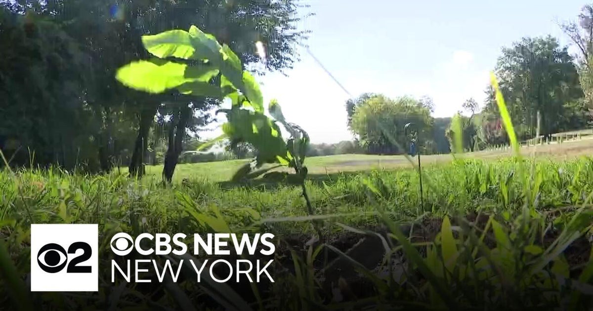 Thousand Chestnut Challenge is on in NYC to return American Chestnut ...