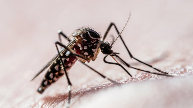 Aedes aegypti mosquito (mosquito da dengue) 