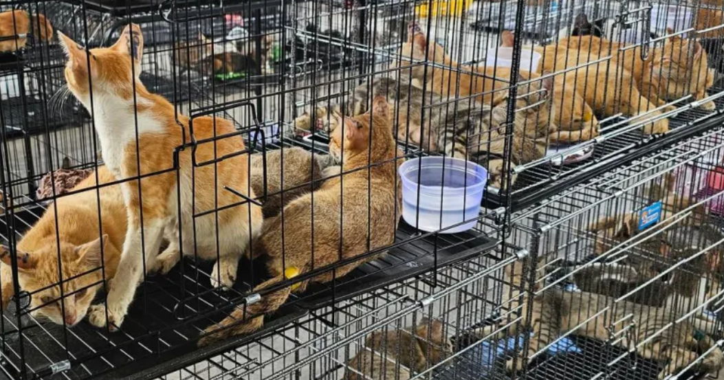 Cat-stealing ring that took 2,700 pets for food busted by police