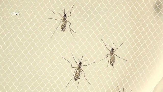 Health officials confirm first human case of dengue fever in Broward County