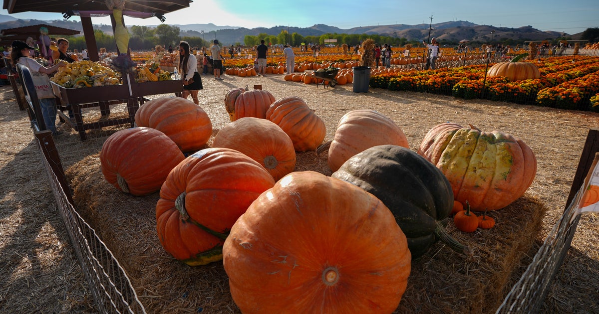 Baby gets salmonella after pumpkin activity: what parents should know ...