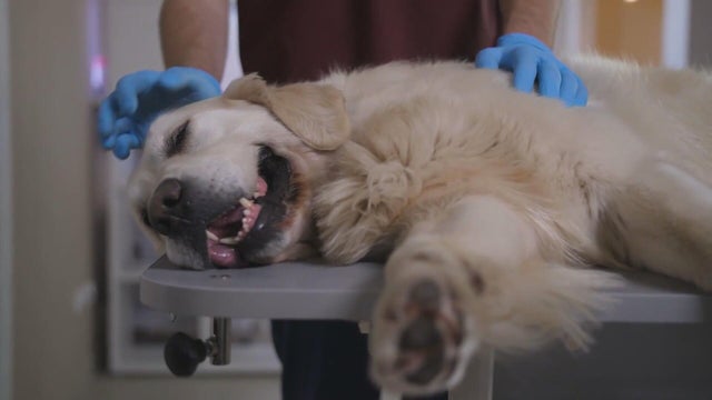 CSU students are training for a veterinary job Colorado still hasn't fully defined