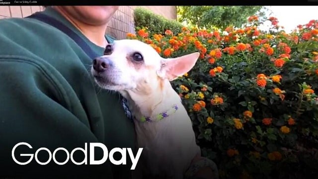 This adorable dog is looking for his forever home! | Pet of the Week