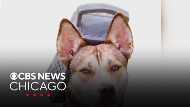 PAWS Chicago selling cheese grater hats for dogs ahead of Bears-Packers game