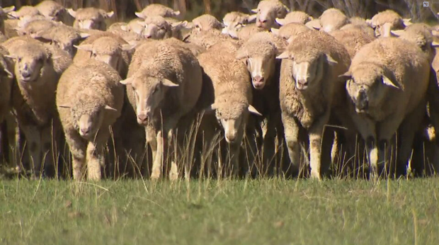 sheep-on-kuhns-ranch.png